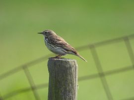 Graspieper in de Eempolder