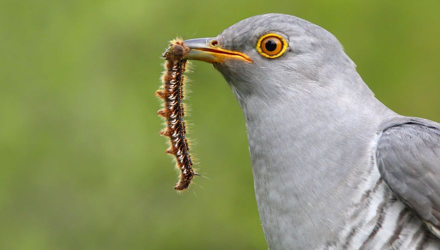 Even voorstellen: koekoek | Vogelbescherming