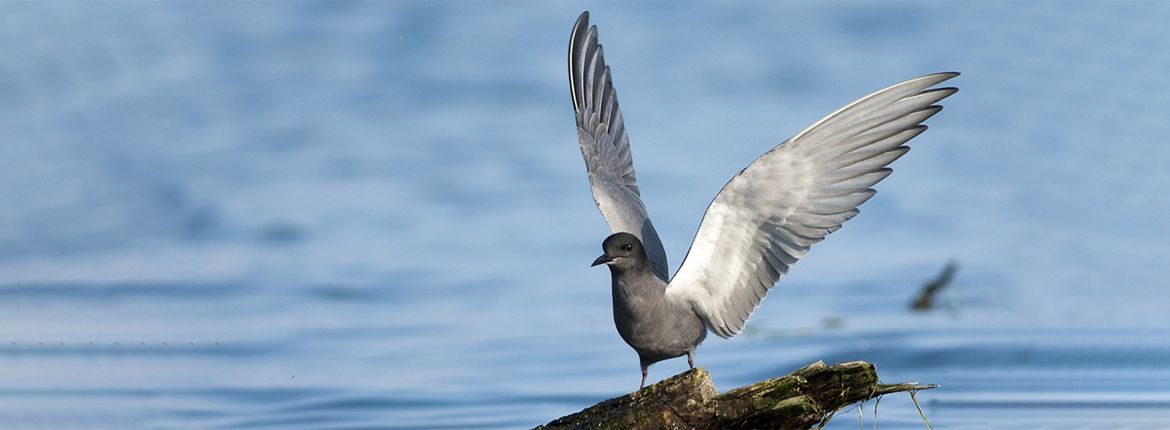 Zwarte stern / Shutterstock