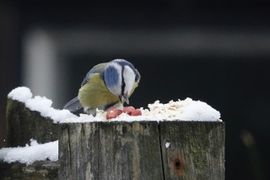 Pimpelmees ziet lekker hapje