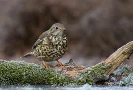 Grote Lijster in winterse omstandigheden