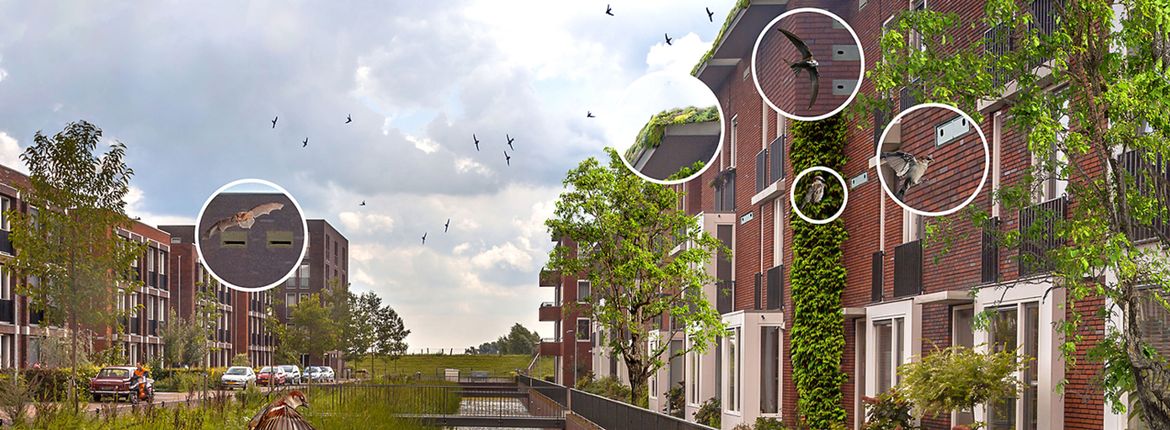 Natuurinclusief bouwen / vormgeefster Sonja Kamer