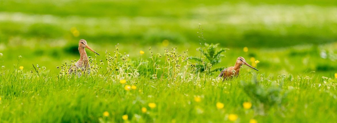 Grutto / Shutterstock