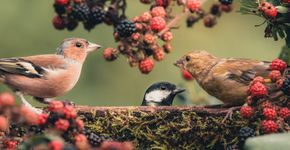 Vink en koolmees in de braam / Shutterstock