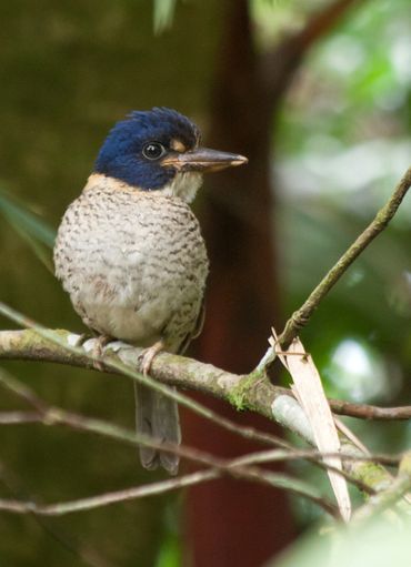 Streepkopbosijsvogel / Barend van Gemerden