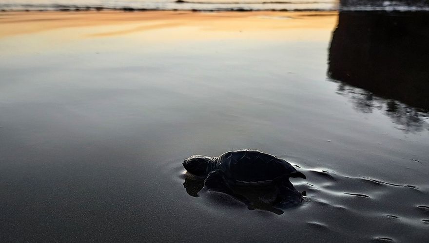 Schildpad / Koen de Geus