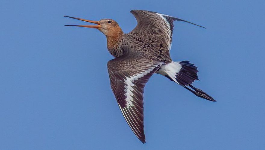 Grutto / Peter van Graafeiland