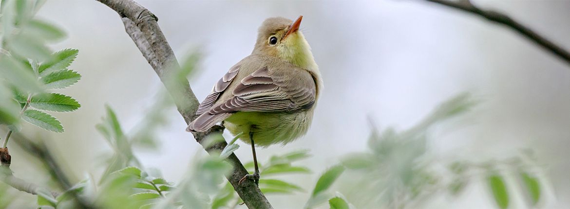 Spotvogel / Shutterstock