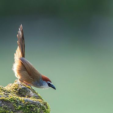 Chestnut capped Babbler / Marc Guyt AGAMI