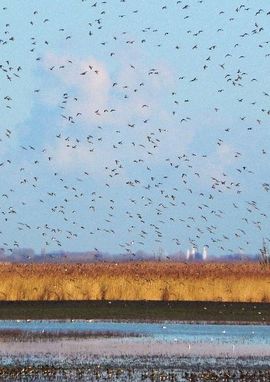 Basiskwaliteit natuur Flevoland