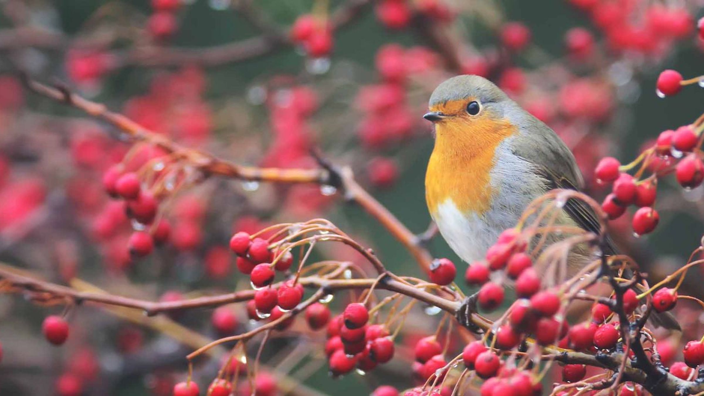Roodborst / Shutterstock