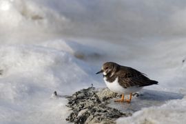 Deze Steenloper bekeek vanaf dit platform het uitzicht over het Wadden ijs