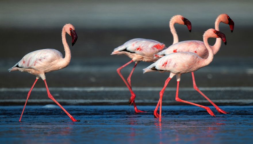 Kleine flamingo / Shutterstock