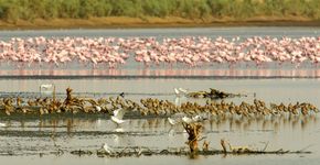 Grutto, flamingo en meer soorten in overwinteringsgebied / Lars Soerink Grutto, flamingo en meer soorten in overwinteringsgebied / Lars Soerink