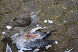 Sperwer met geslagen prooi