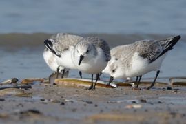 Drieteenstrandlopertjes