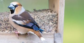 Appelvink / Rob Elfring