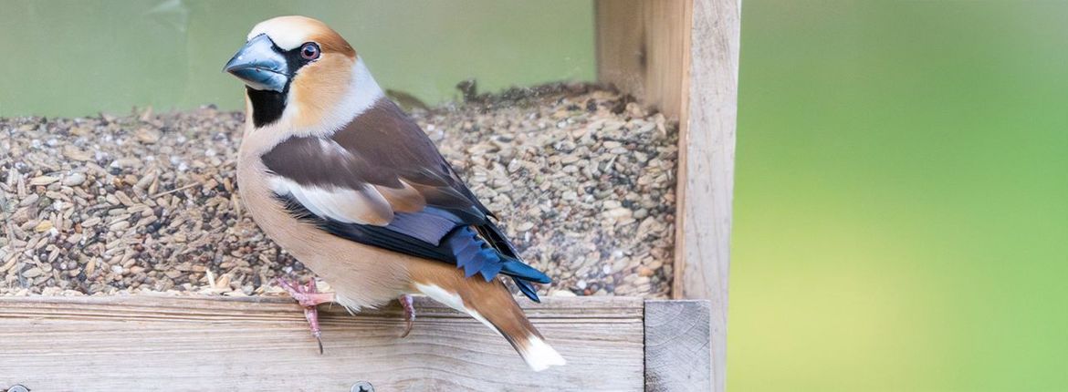 Appelvink / Rob Elfring