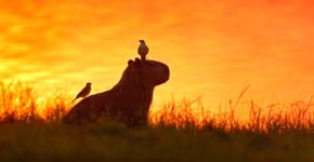 Capibare Pantanal / Shutterstock