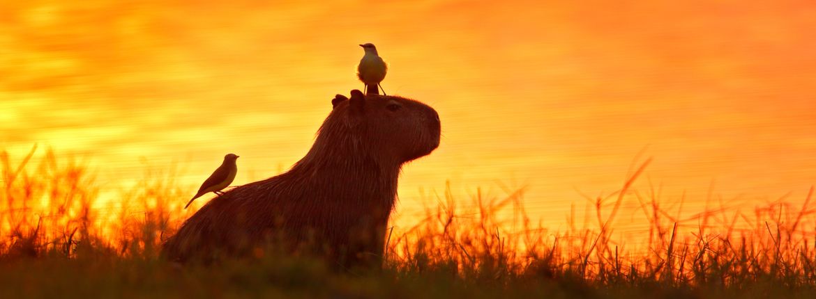 Capibare Pantanal / Shutterstock