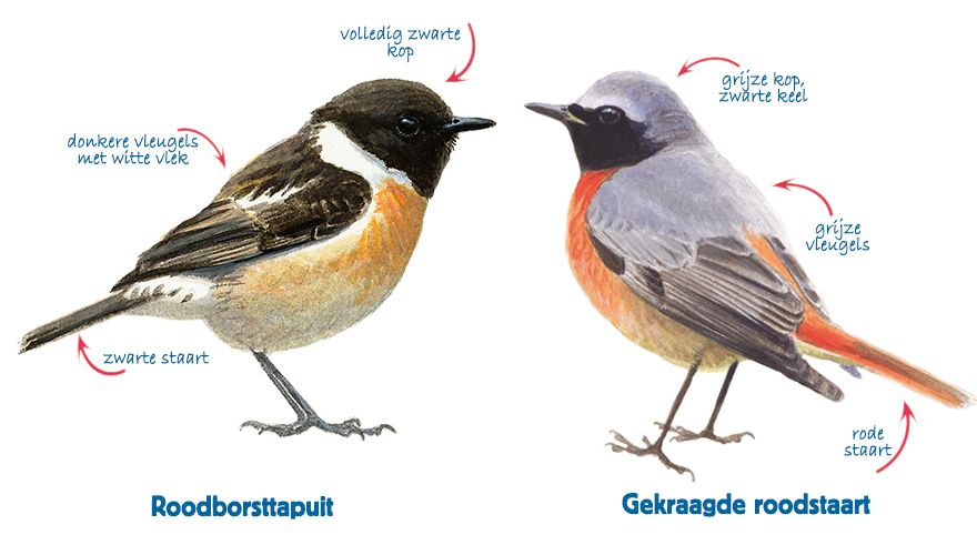 Infographic roodborsttapuit - gekraagde roodstaart