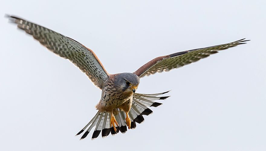 Torenvalk / Shutterstock