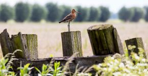 Grutto bij Marcel Strijtveen / Fred van Diem