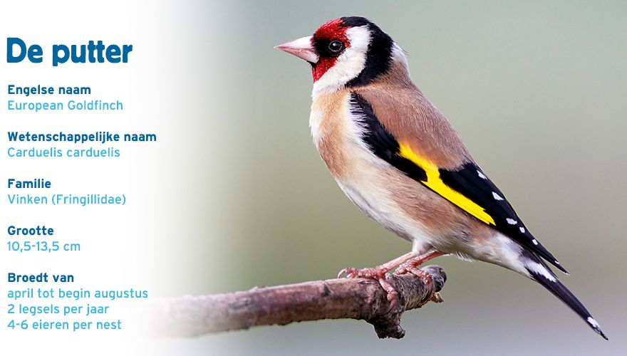 putter paspoort tuinvogelcursus