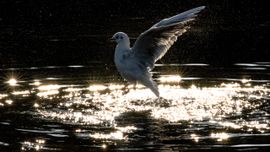 Kokmeeuw die straalt!