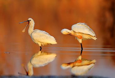 Lepelaar / Shutterstock