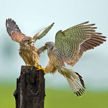 Torenvalk / Shutterstock