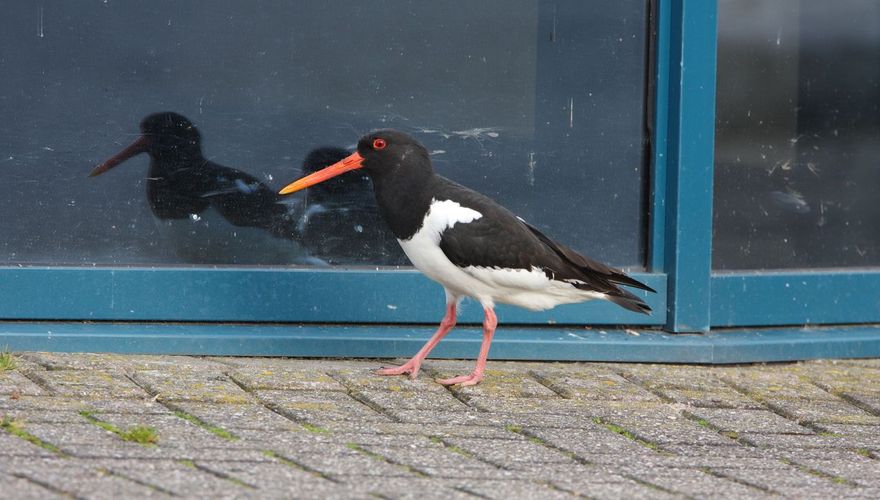 Scholekster spiegelbeeld / Ad Sprang