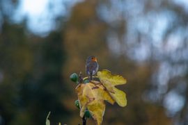 Roodborstje in een vijgenboom 