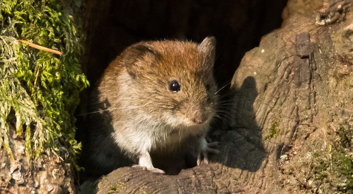 Rosse woelmuis / Hans Peeters