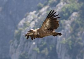Vale gier opstijgend op de thermiek van de namiddag.