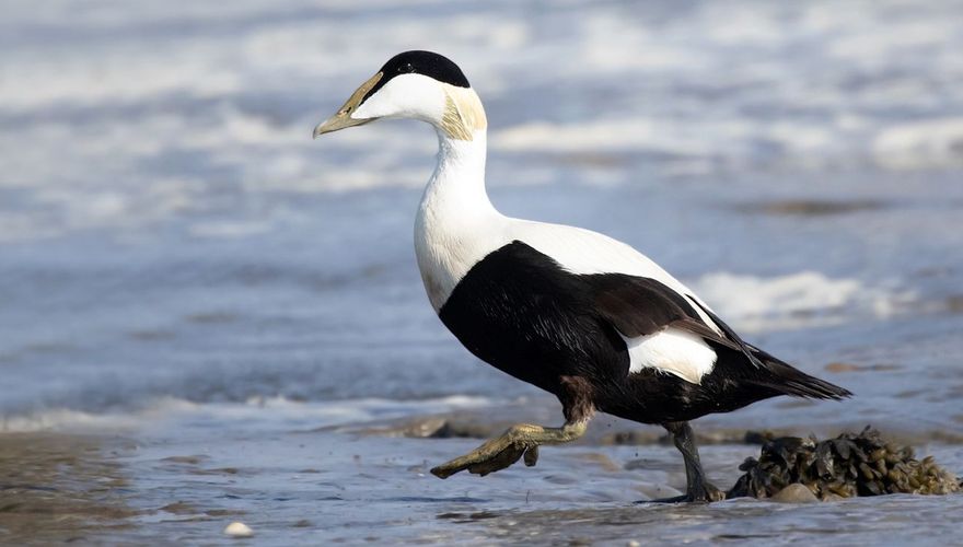 Eider / Kees van der Klauw Fotogalerij