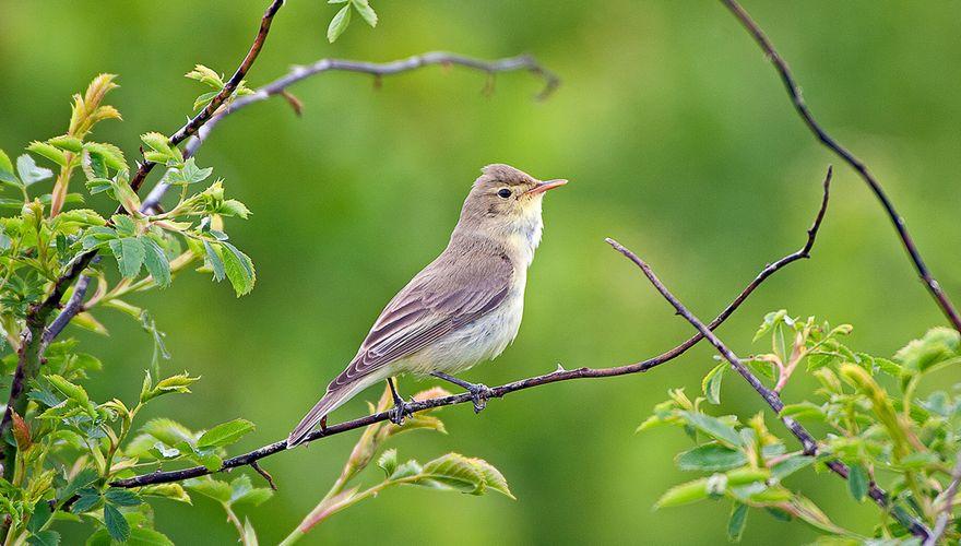 Spotvogel / Marcel van Kammen