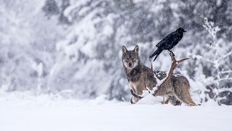 Raaf en wolf / Shutterstock 