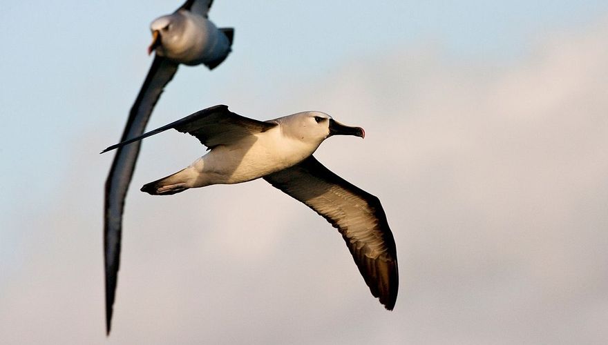 Atlantische geelsnavelalbatros / Foto: Marc Guyt