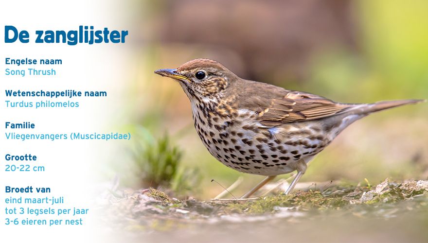 Zanglijster paspoort tuinvogelcursus