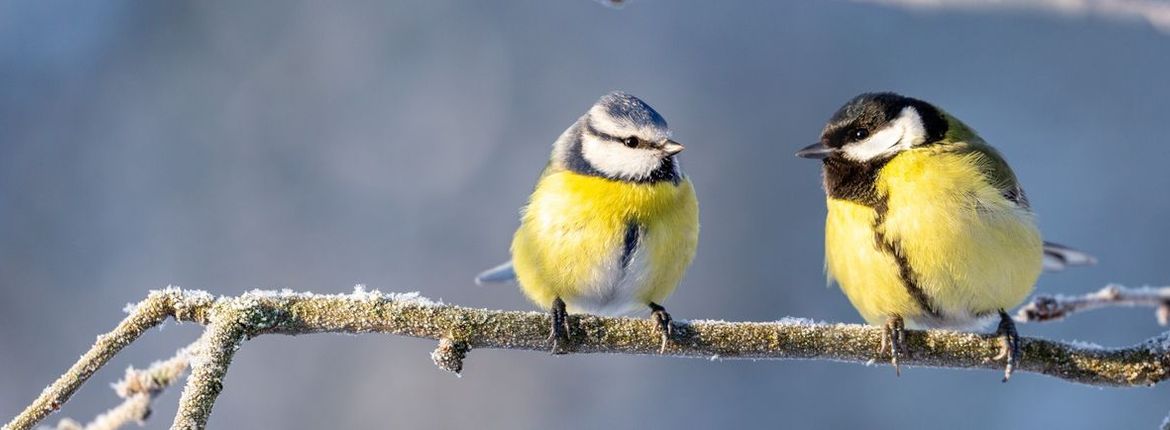 Pimpelmees en koolmees / Shutterstock