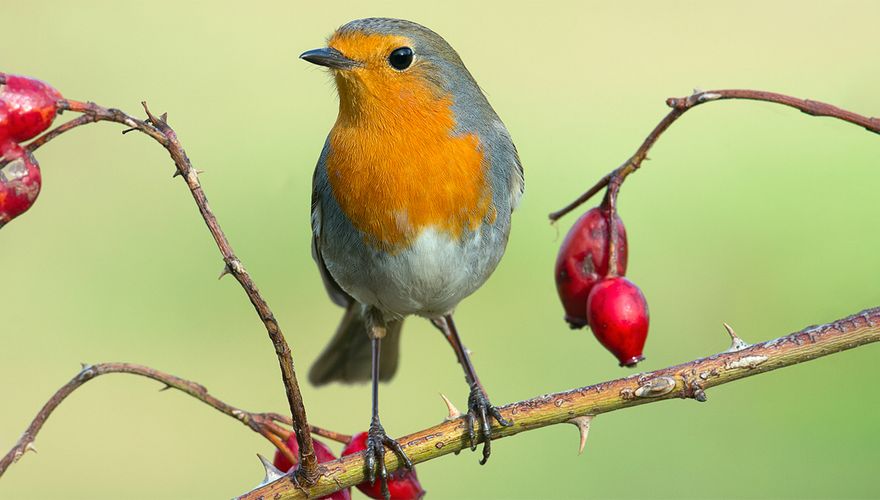 Roodborst / Shutterstock