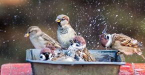 Huismus en ringmus in waterschaal / Shutterstock Huismus en ringmus in waterschaal / Shutterstock