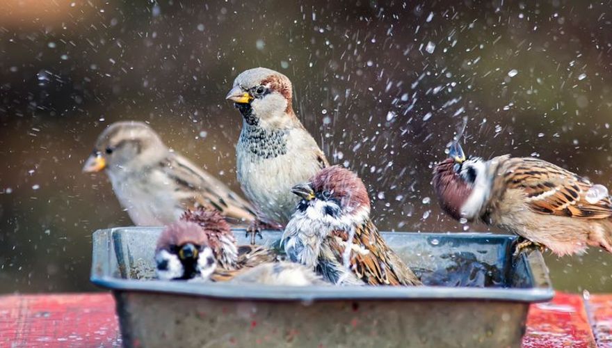 Huismus en ringmus in waterschaal / Shutterstock