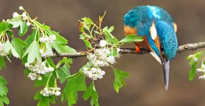 IJsvogel / Sacha Bijkerk (Fotogalerij)