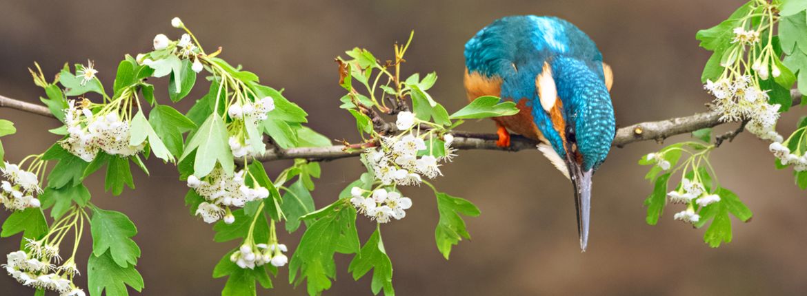 IJsvogel / Sacha Bijkerk (Fotogalerij)