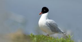 Zwartkopmeeuw / Shutterstock