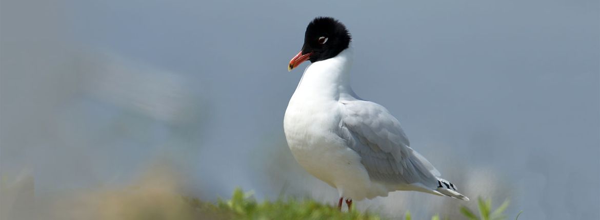 Zwartkopmeeuw / Shutterstock