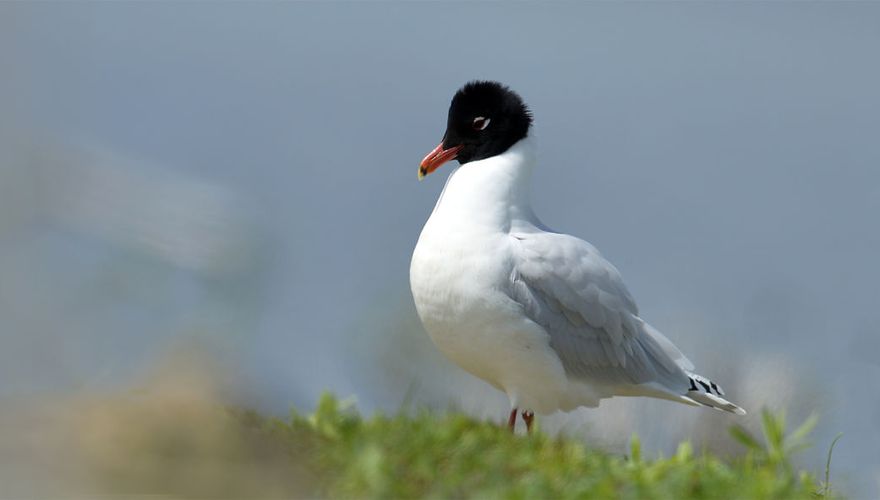 Zwartkopmeeuw / Shutterstock