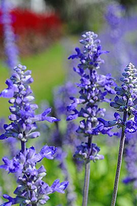 Lavendel / Shutterstock